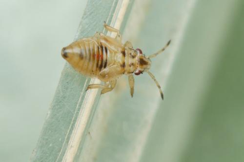 Thaumastocoris peregrinus